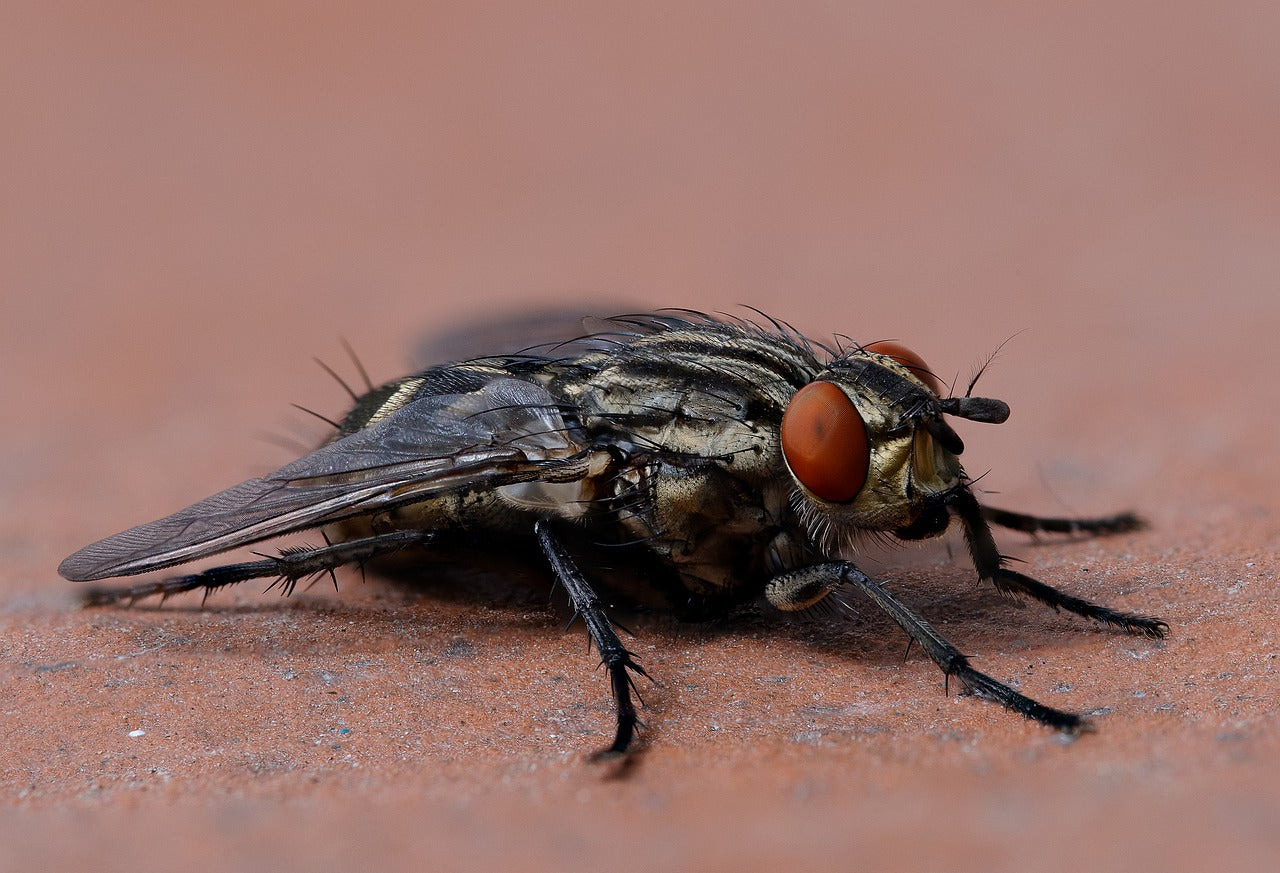 Flies