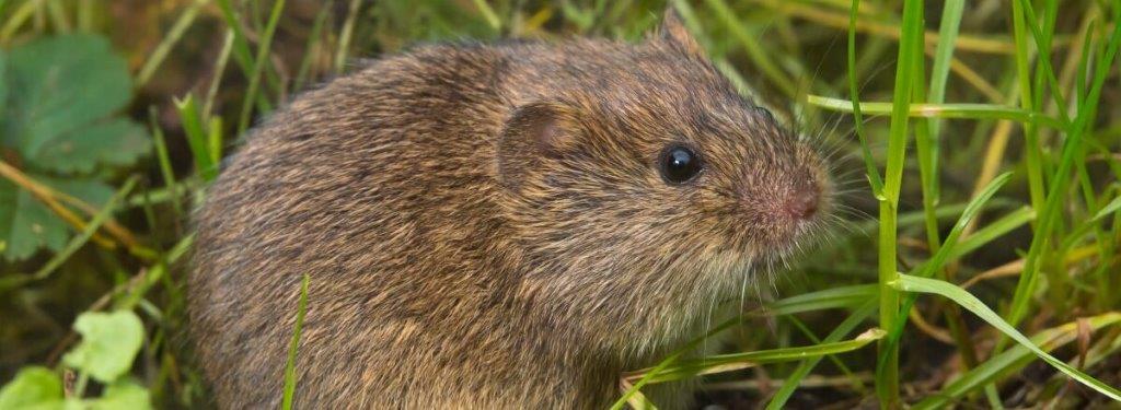 Rodents – Warne Co.