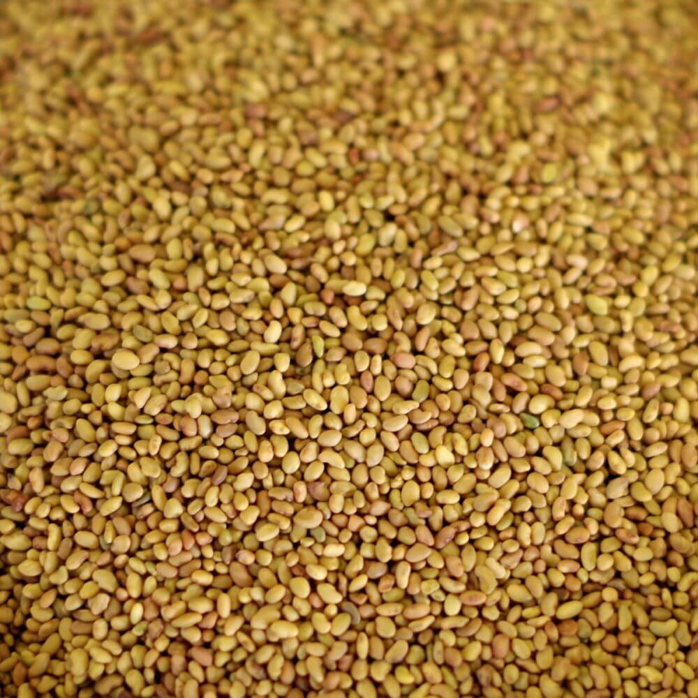 Warne Alfalfa Seed - Not Inoculated