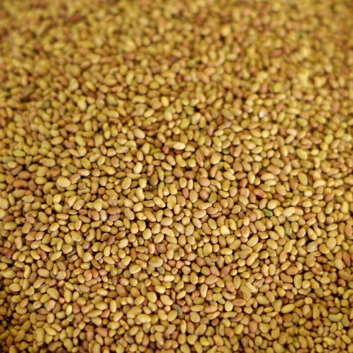 Warne Alfalfa Seed - Not Inoculated