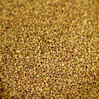 Warne Alfalfa Seed - Not Inoculated