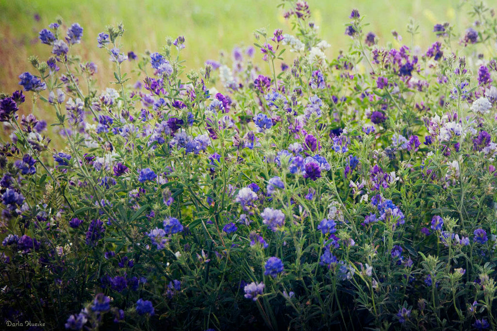 Warne Alfalfa Seed - Not Inoculated