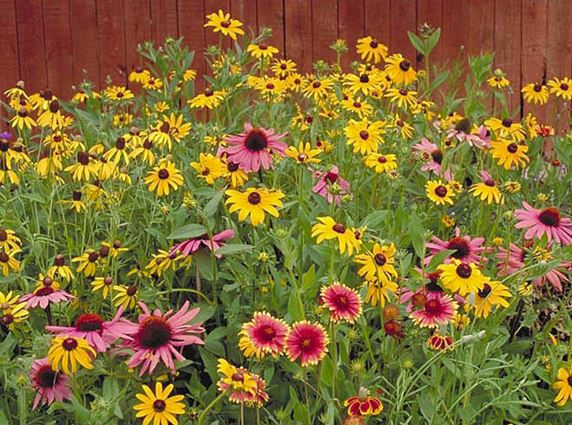 Warne's All Perennial Wildflower Mix