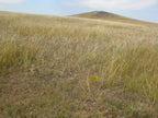 Warne Buffalo and Native Grass Seed