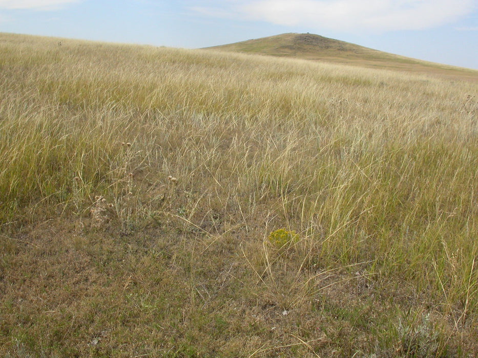 Warne Buffalo and Native Grass Seed