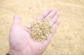 Warne Buffalo and Native Grass Seed