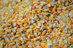 Warne Corn Seeds - Corn Poppy  1/2 lbs Bag