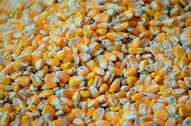 Warne Corn Seeds - Corn Poppy  1/2 lbs Bag