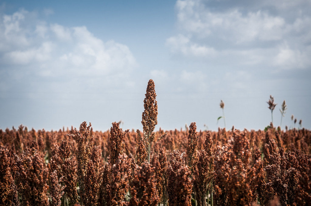 Grain Sorghum Seed