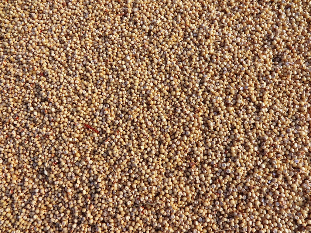 Grain Sorghum Seed