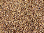 Grain Sorghum Seed