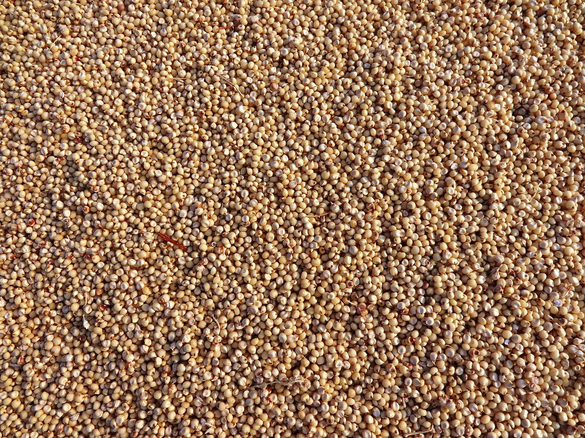 Grain Sorghum Seed
