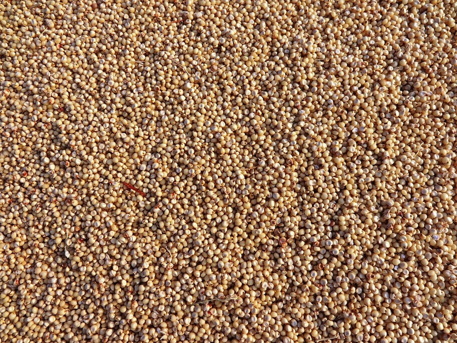 Grain Sorghum Seed
