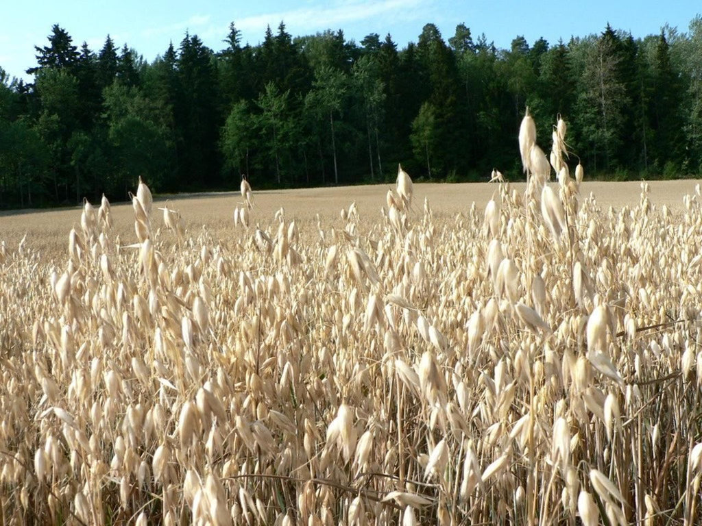 Warne Forage Oat Seed - 50 lbs Bag