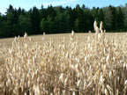 Warne Forage Oat Seed - 50 lbs Bag