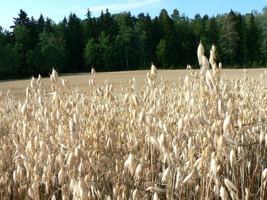 Warne Forage Oat Seed - 50 lbs Bag