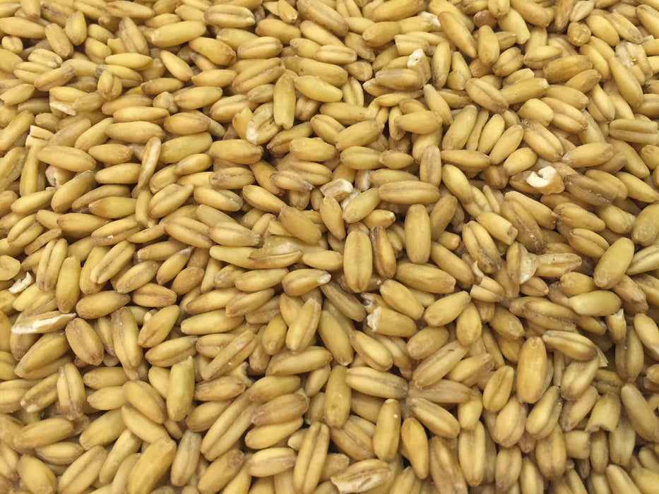 Warne Forage Oat Seed - 50 lbs Bag