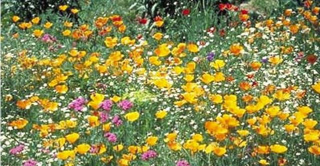 Warne's POLLINATOR Wildflower Mix