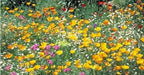 Warne's Rocky Mountain Wildflower Mix - Annuals & Perennials