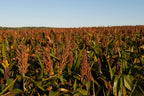 Grain Sorghum Seed