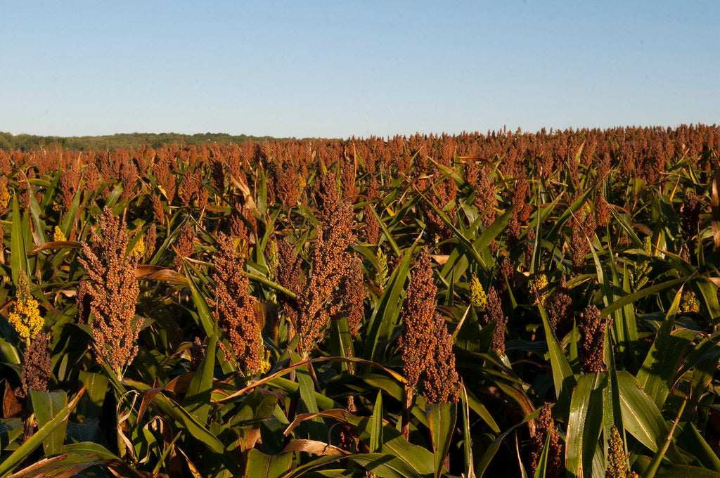 Grain Sorghum Seed
