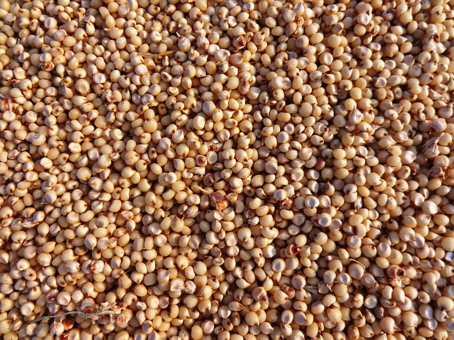 Grain Sorghum Seed