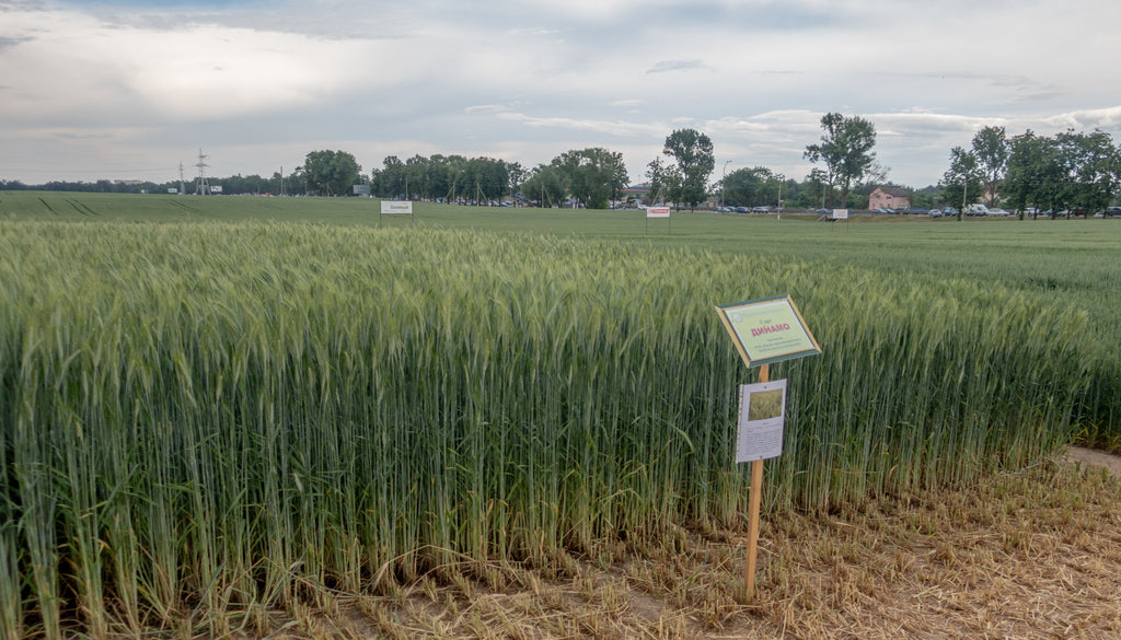 Winter Triticale Seed - 50 lbs bag