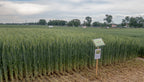 Winter Triticale Seed - 50 lbs bag