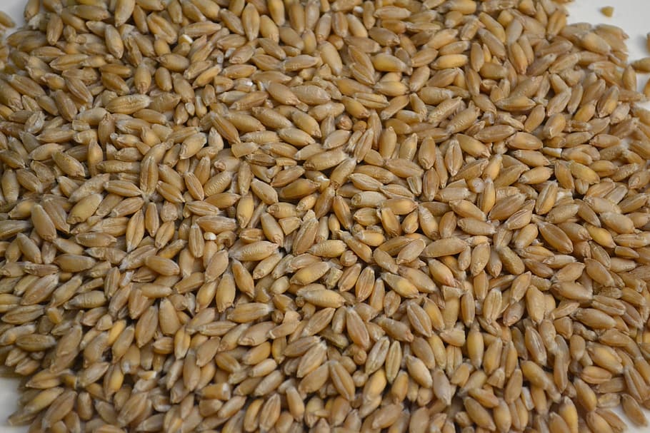 Winter Triticale Seed - 50 lbs bag