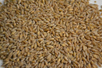 Winter Triticale Seed - 50 lbs bag