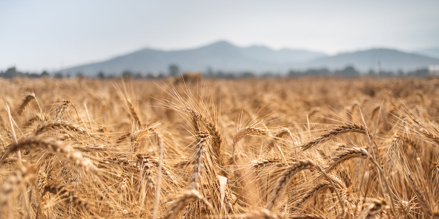 Warne Wheat Seed  - Crested Wheatgrass