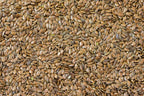 Warne Wheat Seed  - Crested Wheatgrass