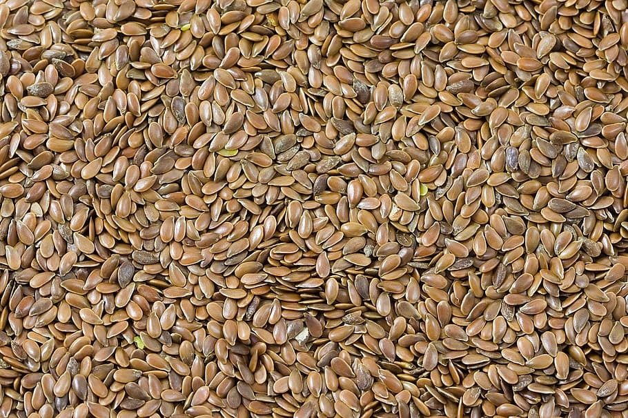Warne Wheat Seed  - Crested Wheatgrass