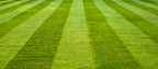 Premium Farm Lawn Seed Mix