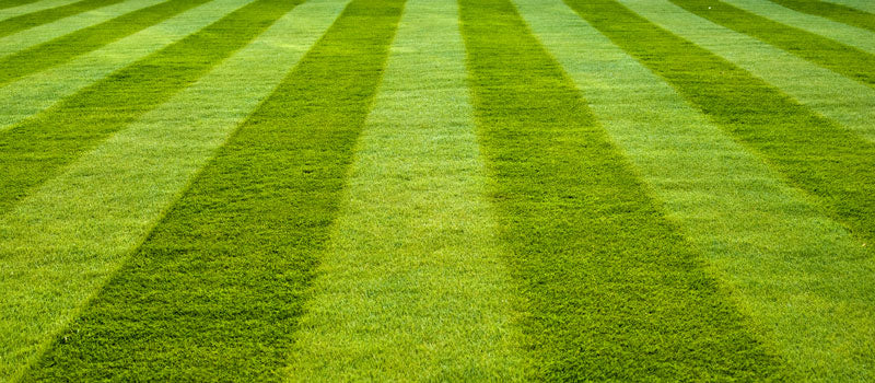 Premium Farm Lawn Seed Mix