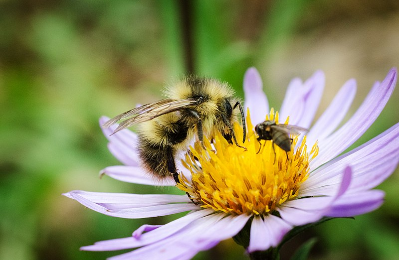 Warne's POLLINATOR Wildflower Mix